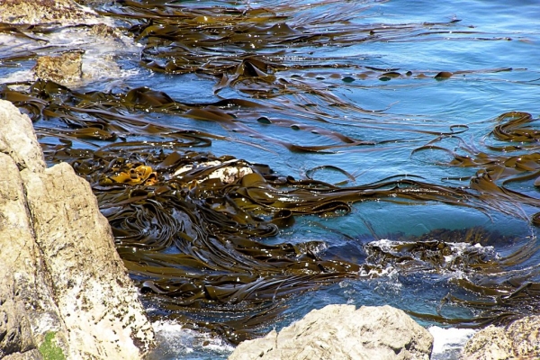 Kelp in the Sea